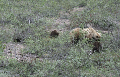 Медведица-гризли с тремя медвежатами.