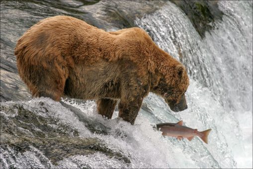 Медведь по кличке "Одноухий" и нерка.