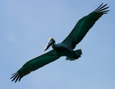 Отражение зеленых карибских вод в крыльях пеликана.