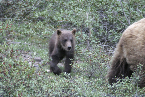 Огромная мама-гризли и крохотный медвежонок.