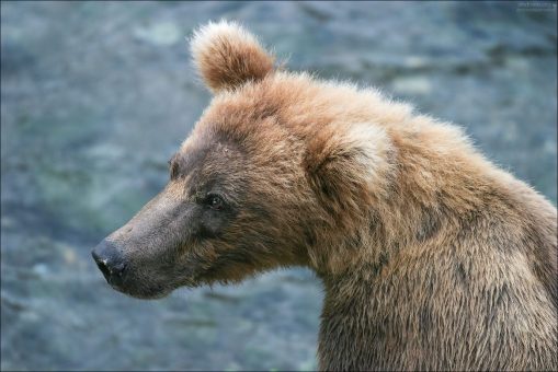 Портрет медвежонка-девочки.