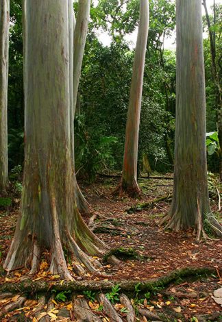 Гладкие стволы радужных эвкалиптов (Rainbow eucalyptus). Дендрарий Ke'anae Arboretum.
