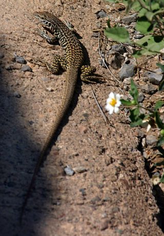 Ящерица Checkered Whiptail на тропе Santa Elena canyon trail.