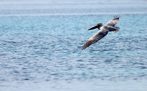 Коричневый пеликан на бреющем полете в метре от воды. По пути к атоллу Turneffe.