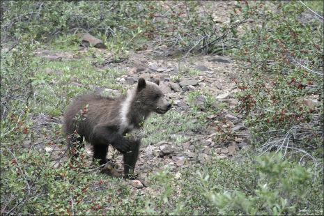 Медвежонок в белом воротничке и с букетом.