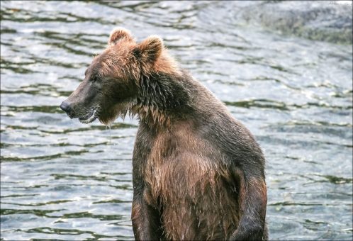 “Объявление: разыскивается криминальный медвежий авторитет по кличке «Подводная лодка». Подозревается в уничтожении ценных сортов рыбы в особо крупных размерах. Обладает сверхестественной способностью залегать на дно. Последнее место, где был замечен: водопады Брукса, Аляска. Портрет в фас и в профиль прилагается.”
