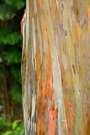 Разноцветная кора радужного эвкалипта. Дендрарий Ke'anae Arboretum.