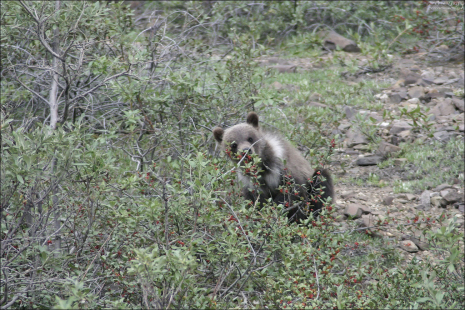 Медвежонок, лопающий ягоды.