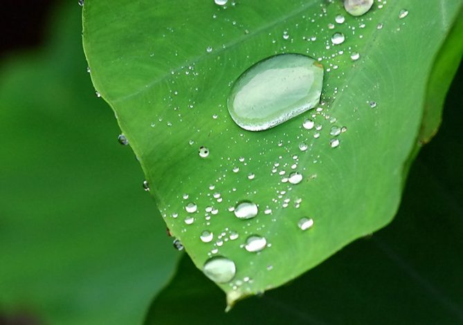 Лист растения таро с капелькой росы.