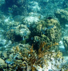 Малютки Абудефдуф, или Sergeant major - самый распространенный вид в коралловых рифах.