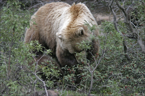 Медведица в зарослях любимой ягоды soap-berry.