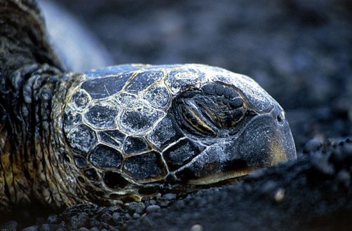 Спящая на черном пляже морская черепаха.