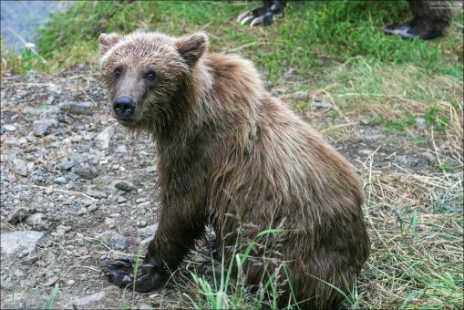 Испуганный и мокрый медвежонок.