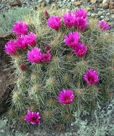 Куст земляничного кактуса в цвету (Strawberry pitaya cactus).