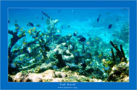 Рабочее название - "Тюремный риф" из-за полосатой униформы главных действующих персонажей. Рыбы Абудефдуф.