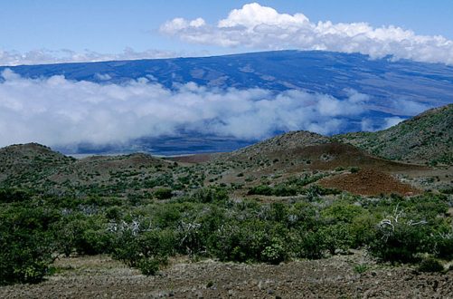 По пути на гору Mauna Kea (высота 13,796 футов ~ 4,2 км). Mauna Kea State Park.