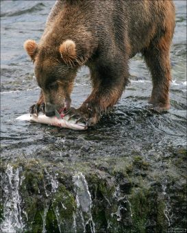"Медвежья трапеза". Про одного счастливого молодого медведя, поймавшего наконец-то лосося.