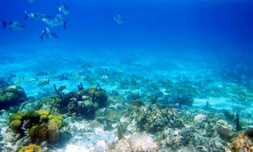 Рыбий исход. Coral Gardens, Барьерный риф.