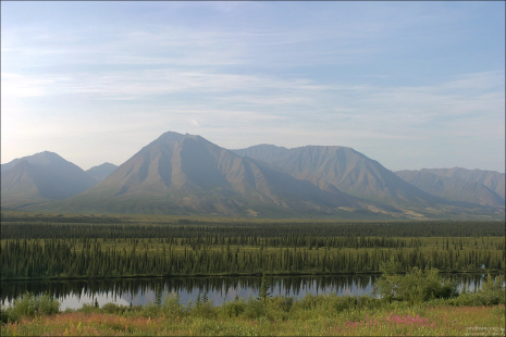 Отражения ёлок в речке Chulitna river. Вдоль дороги George Parks highway.