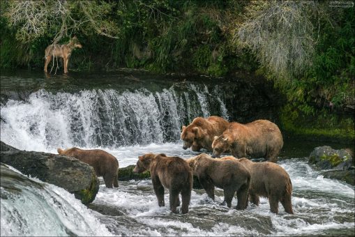 Волк и... кгхм, шестеро медведей.