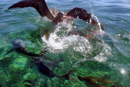 Борьба олуши с подводными обитателями за кусок пропитания.