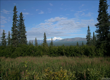 Вид на Мак-Кинли с дороги George Parks highway.