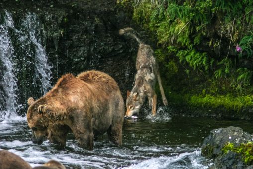 "Про медведей и волков". Волчица, ворующая рыбу у медведя.