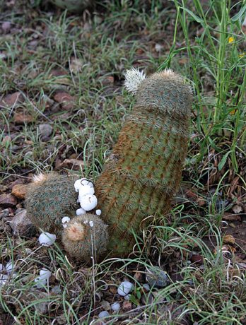 Кактус под градом.