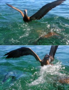 Олуша украла у акулы рыбью тушку.