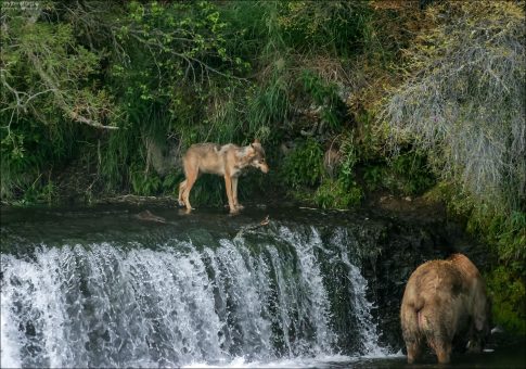 Как правильно украсть рыбу у медведя: 1. Засечь подходящего кандидата 2. Незаметно подобраться 3. Дождаться, пока отвернется, схватить, и бежать!