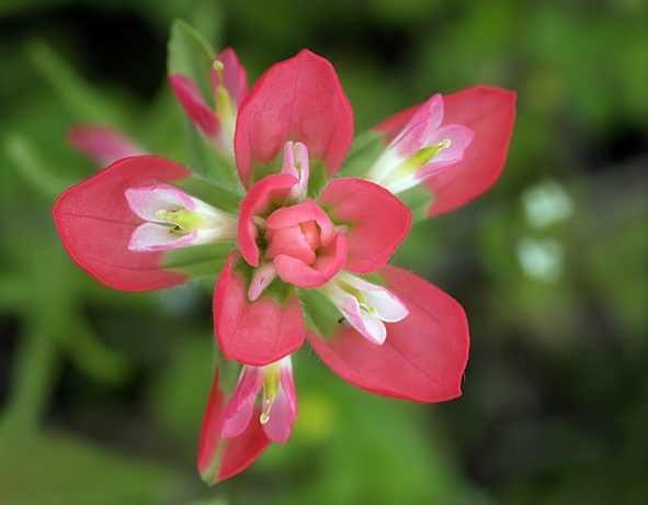 Нежно-розовый бутон растения Indian paintbrush.