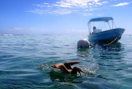 Морская птица олуша (Red-footed Boobie) нападает на акулу-няньку.