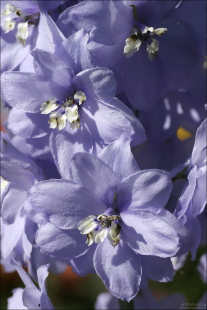 Delphinium elatum — вид цветковых растений семейства лютиковых Ranunculaceae, известный под общим названием дельфиниум альпийский или живокость свечная.
Цветочная клумба в центре Анкориджа.