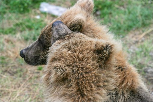 Я шепну тебе на ушко...
