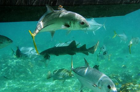 Группа Horse-eye Jacks и акула-нянька в середине. Hol Chan marine reserve.