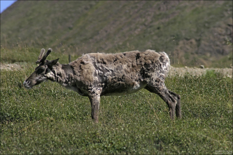 Линяющая самка карибу.