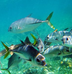 Любопытные Horse-eye Jacks, заглядывающие в объектив камеры. Coral Gardens.