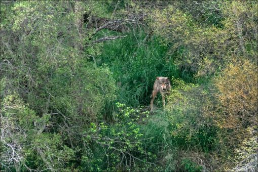 Волчица, оценивающая обстановку на водопаде.