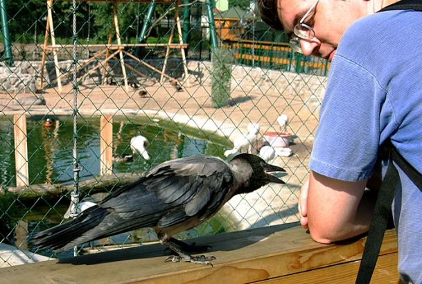"Кушать! Ну кушать же!" Предприимчивая ворона в зоопарке.
