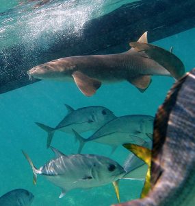 Акула-нянька (Nurse shark) и меланхоличные Horse-eye Jacks. Coral Gardens.