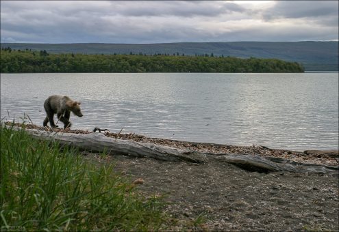 Бредущий в сумерках по берегу медведь.