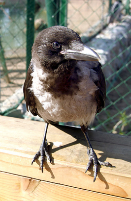 Портрет питерской вороны.