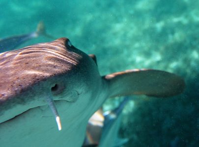 Акула-нянька, целующая объектив :) Coral Gardens, Барьерный риф.