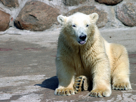 Один из трех белых медвежат, родившихся в зоопарке.