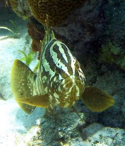Полосатик на ножках с недовольным выражением на морде. Coral Gardens.