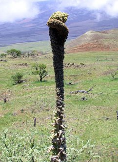 Редкая растительность вокург горы Mauna Kea.