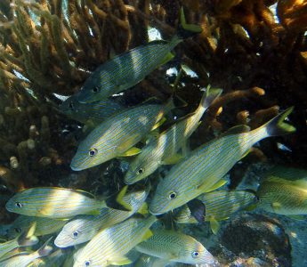 Сине-полосатые ронки в кораллах. Coral Gardens.