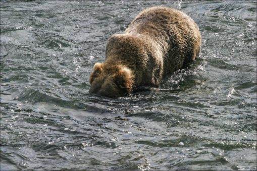 Медведь - "подводная лодка".
