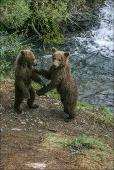 Братья - медвежата.