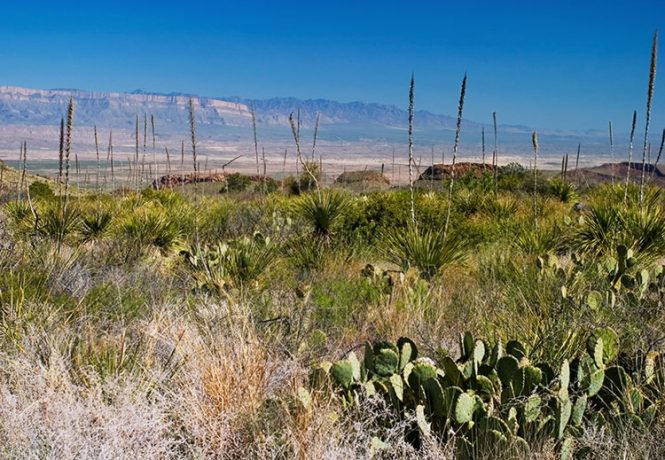 Истоки Можжевелового каньона.
